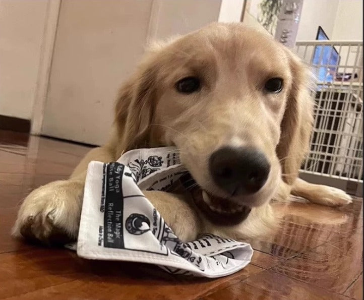 Squeaky Newspaper Dog Toy – Crinkle Paper Inside for Extra Fun