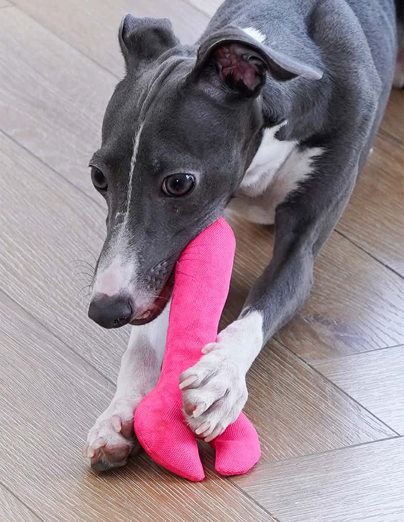 Interactive Snuffle Mat for Dogs – “Little Mechanic”
