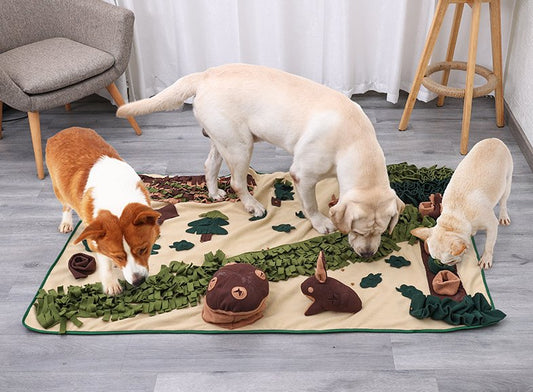 Top 5 Signs Your Dog Needs More Mental Stimulation