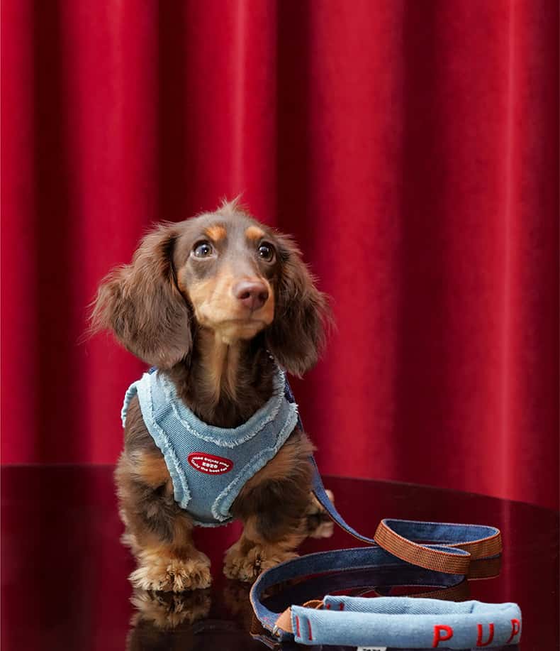 Denim Dog Harness & Leash Set