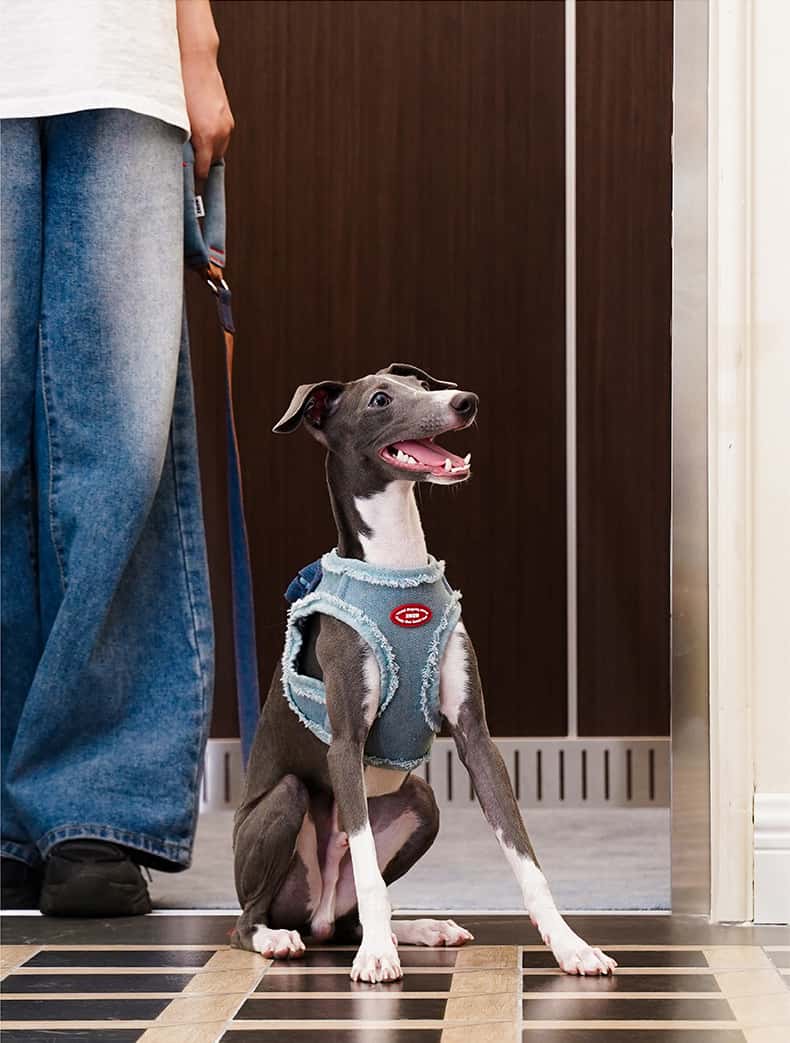 Denim Dog Harness & Leash Set