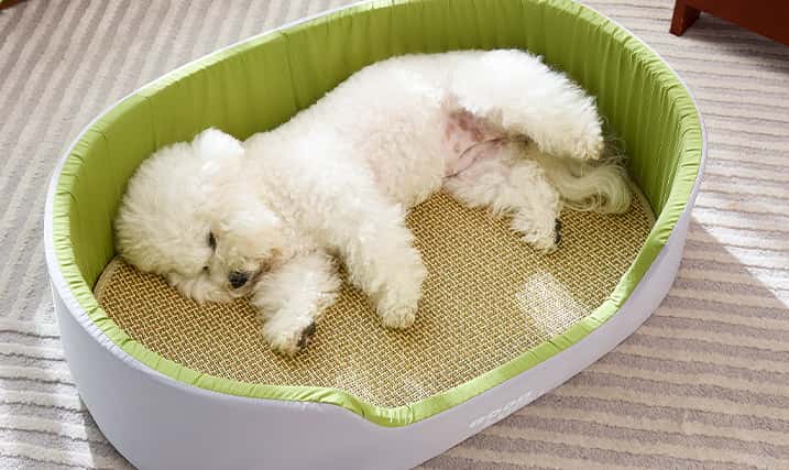 Dog Bed with Removable Cushion