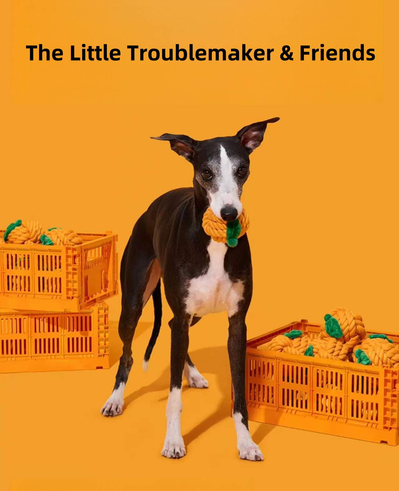 Botanical Garden Dog Rope Toy – Pack Combo
